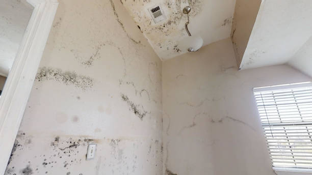Best Biohazard Mold Removal  in Unalaska, AK
