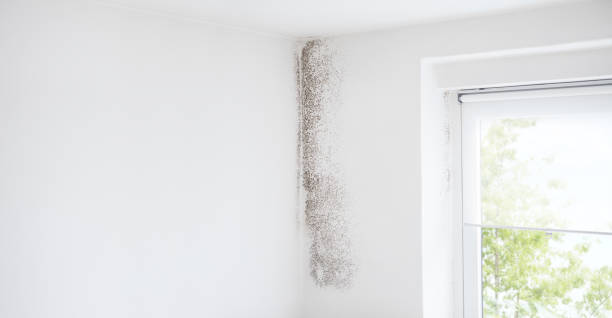 Trusted Unalaska, AK Mold Removal Experts