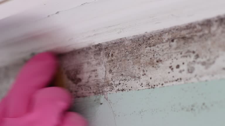 Biohazard Mold Removal in Unalaska, AK